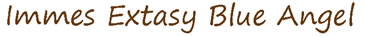 Immes Extasy Blue Angel