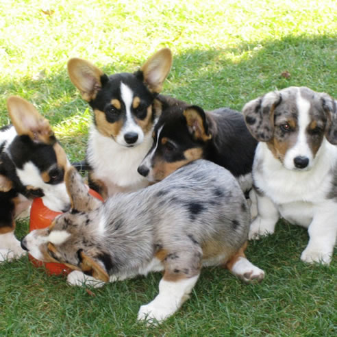 Die Racker in der Gruppe