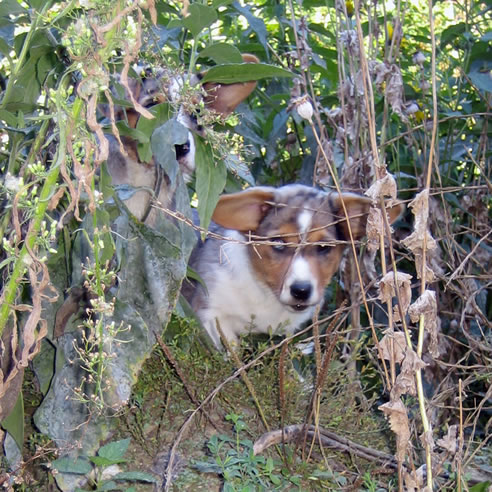 Wo ist der zweite Corgi?