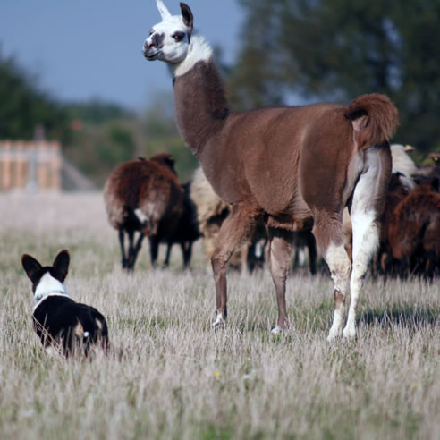 H&uuml;tearbeit von Black First Lady